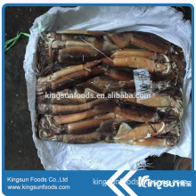 Raw Frozen illex Squid 150-200g